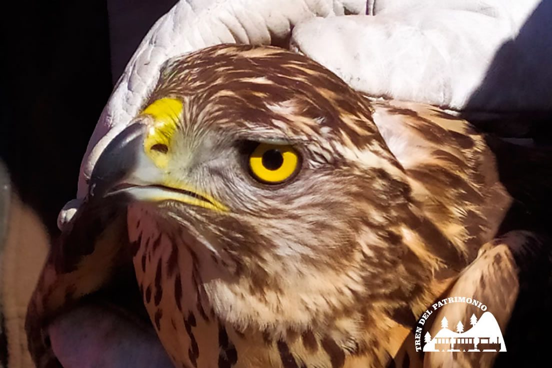 centro recuperación aves