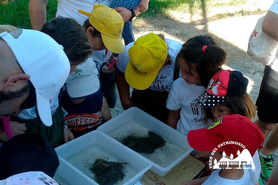 detectives naturaleza