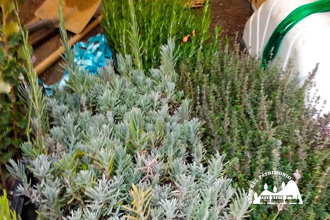 el tren de las esencias