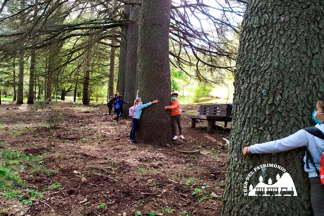 en el interior del bosque